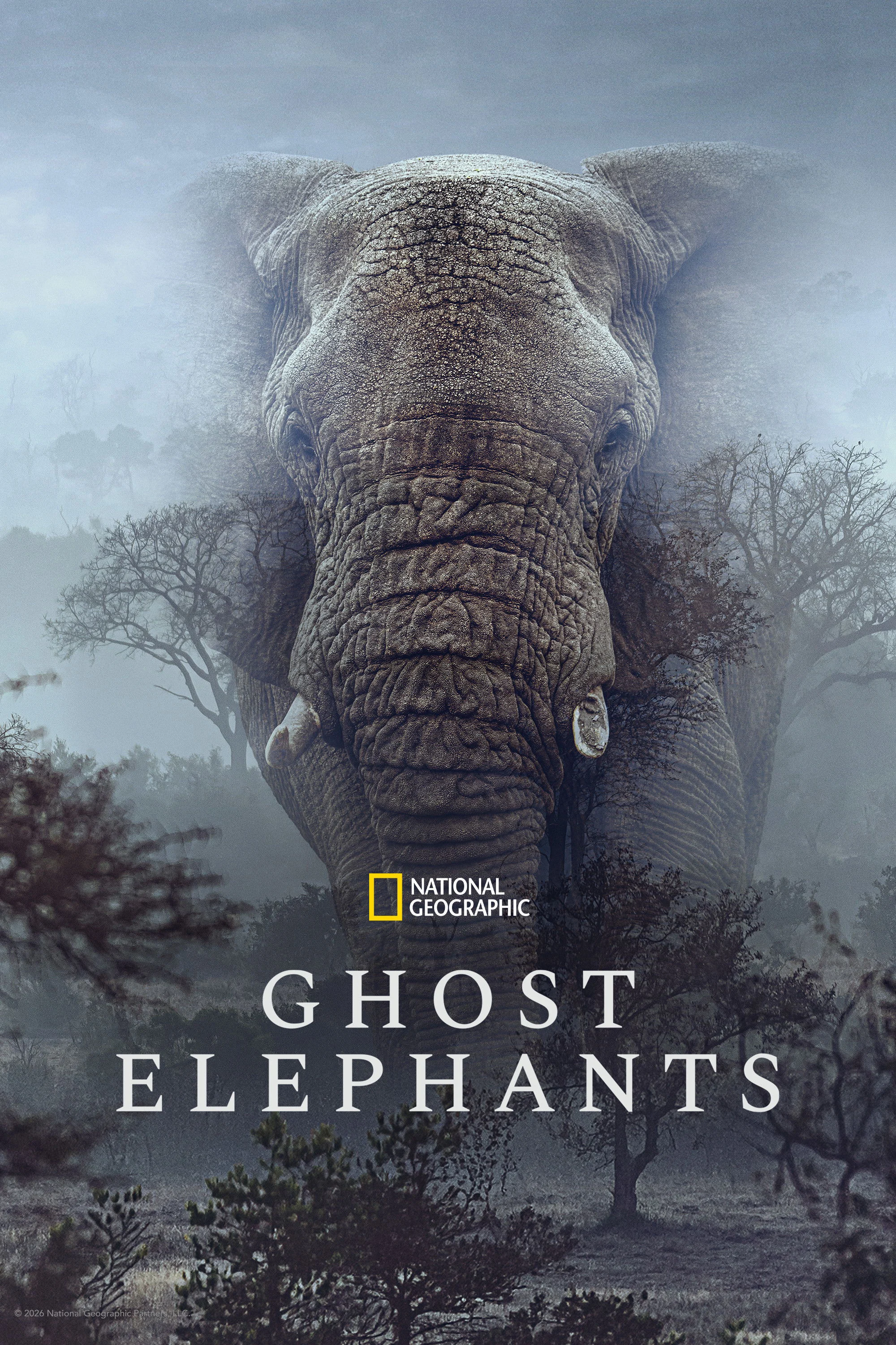 Ghost Elephants